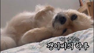 매일 반복되는 강아지의 하루