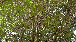 Thời Tiết Bất Ổn Làm Sầu Riêng Rụng Hàng Loạt Sau Một  Đêm - Thành Công Còn Phụ Thuộc Thời Tiết ....