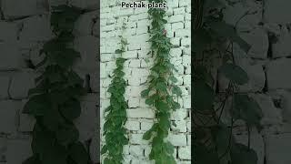 #A beautiful plant for wall decoration#pechak plant#