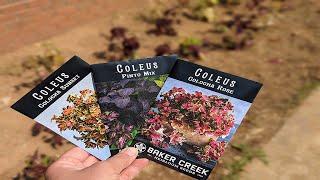 Planting out Seed Started Coleus! Three Varieties from Bakers Creek