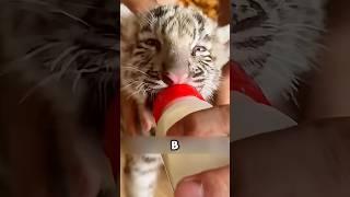 Этого Тигра Спасла Девушка, Что Привело К Серьёзным Проблемам #животные
