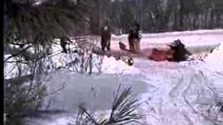 Sled Dog Crash