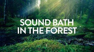 Sound Bath in the Forest  A=432Hz  A Serene Forest Bath Accompanied by Gentle Ambient Tones