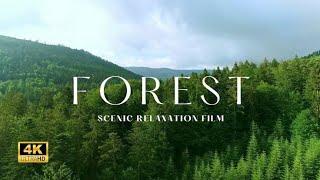 Immersive Journey into Nature’s Beauty video