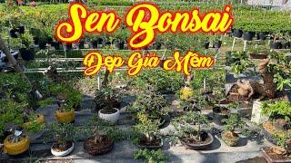 MR SEN | #0977129441 | NHIỀU CÂY ĐẸP GIÁ MỀM ỔI TÀU, LINH SAM, MCT, ME, TÙNG, KHẾ, SAM TRÁI,KIM QUÝT