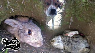 Camera on a Ferreting Whippet Chasing Rabbits - Ferreting in New Zealand 6 