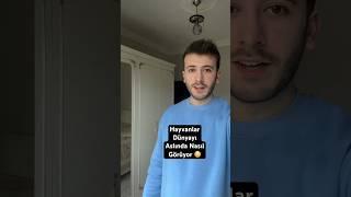 Hayvanlar dünyayı nasıl görüyor