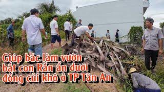 Giúp Bác làm vườn bắt Con Rắn ẩn dưới đống củi khô ở TP Tân An | TGSB #928