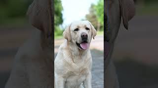 Тесла  #лабрадор #labrador #puppy #labradorretriever #щеноклабрадора