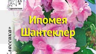 Ипомея. Краткий обзор, описание характеристик, где купить семена ipomoea Шантеклер