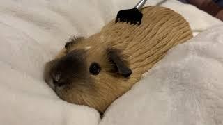 Guinea Pig Getting Cozy Enjoying the Back Scratcher