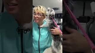 My Favorite Groomer is live! Grooming a cute Morkie face feet sanitary