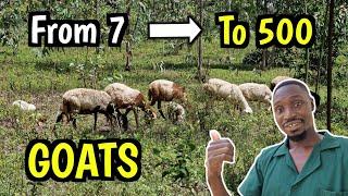 Starting a 500 goat farm with JUST 7 Goats