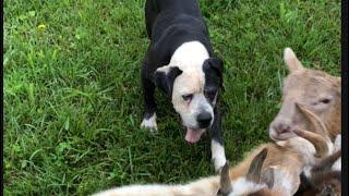 Update!! Puppies on the way, American Bulldog farm fail, new hair sheep and more!