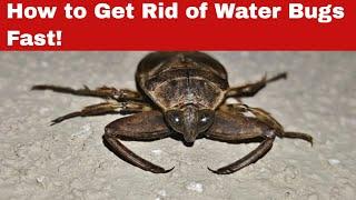 No More Pests! Learn How to Get Rid of Water Bugs Today!