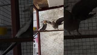 Master Cage me Crow aur Kavy ki Zabardast Ladai ho gyi | Daily Pet Vlogs #parrot #cockatiel