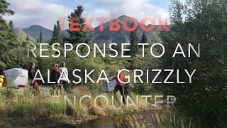 ALASKA BEAR ENCOUNTER 2019