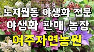 정원식물 전문! 다가오는 봄을 맞이하는 노지월동 야생화 판매 - Wild Garden Flower