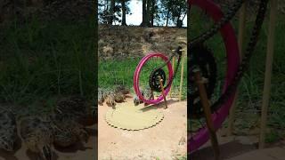 Best Creative Bird Trap - Quail Trap #bird trap technique #shorts