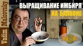 Выращивание имбиря на балконе или опыт, который может пригодиться