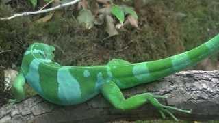 Fiji Banded Iguana