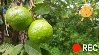 Guava Fruit | පේර | Organic | Nara Diaries