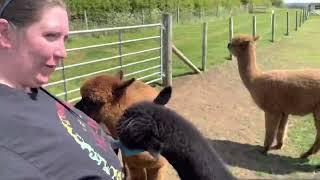 Feeding Alpacas