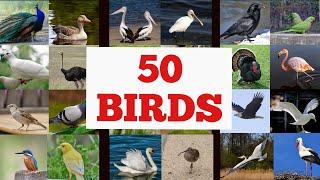 50 Birds name in English with pictures