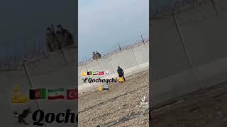 iran and turkey border crossing turkey police  Afghan musafar