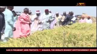 Rice Farmers Field day in Birnin kebbi