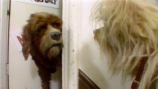 The Organization of Muppet Dogs - Jim's Red Book - The Jim Henson Company