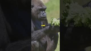 Gorillas sing while eating