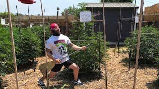 The July 15th garden update || Punk & Disorderly || 7-15-2024