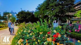 4k SEOUL. Blooming Beautiful Roses - Evening Walking Tour / Virtual Korea