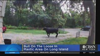 Bull Running Loose On Long Island