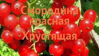 Смородина красная Хрустящая (hrustyashchaya)  обзор: как сажать, саженцы смородины Хрустящая