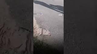 Israeli settler runs over Palestinian-owned sheep herd, killing several animals