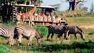 Kilimanjaro Safari Disney's Animal Kingdom Disney World HD Gorgeous! (Pandavision)