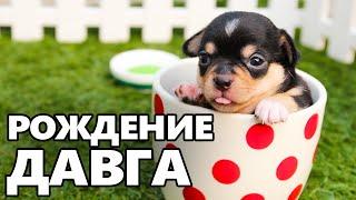 Dawg самый ПЕРВЫЙ стрим! 2017 год... Играет в Counter-Strike 2D (Алисон, Дима/Рыжий)