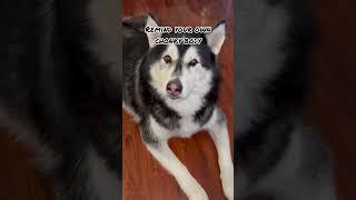 Steak and egg #dogparent #funnyvideo #siberianhusky #talkingdog #dogvideos #huskylife