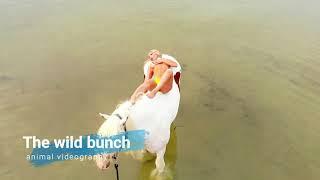 Drone footage of gorgeous women in the ocean horseback riding