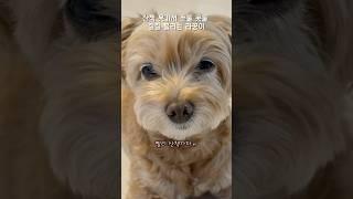 산책 못가서 눈물 콧물 흘리는 라꿍이 #shorts #강아지