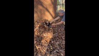 Autumnal Fun As Baby Disappears In Pile Of Leaves