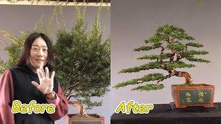 How to bend a bonsai - great bonsai bending skills #35