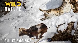 WILD HIMALAYA | Epic Struggles in the The Roof of the World | Animal documentary