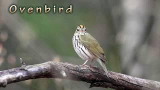 Ovenbird