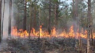 Prescribed burns reduce ticks and tick-borne diseases