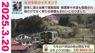 【名木揃いの福島県の一本桜　樹木医に今年のおすすめを聞いた】福テレ空ネット（2025年3月20日放送)