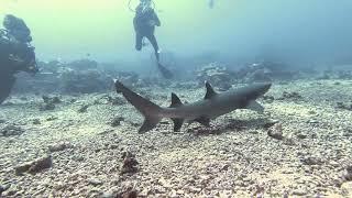 Diving with a white tip shark in Moorea