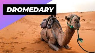 Dromedary  The Incredible Desert Survivors